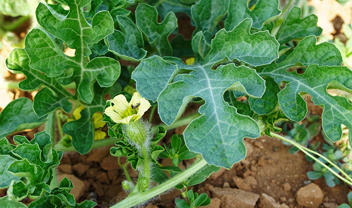 Flor de sandía