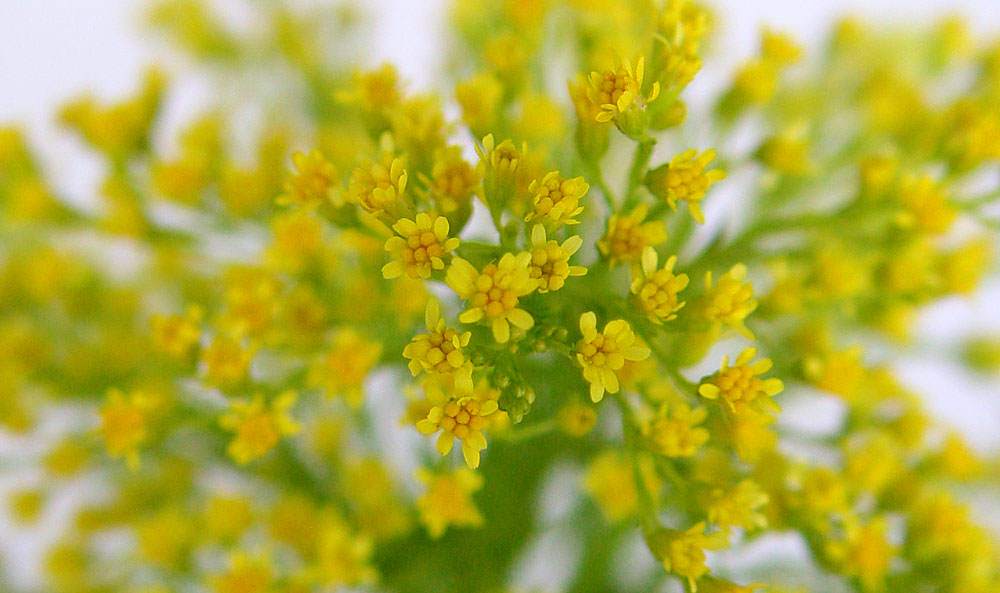 Flor de Solidago