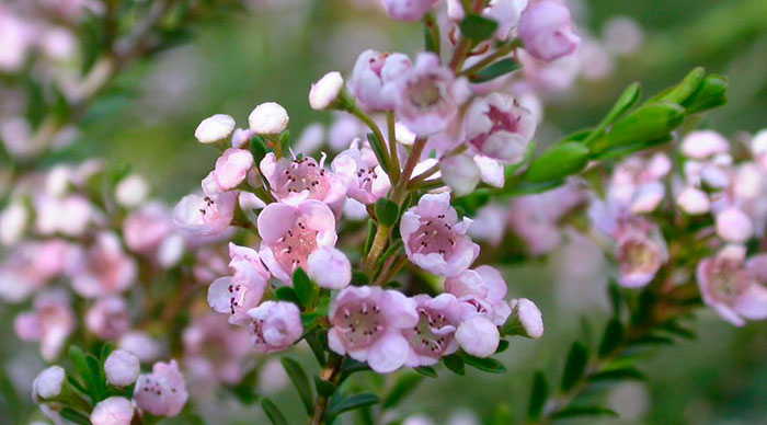 Flor de Thryptomene saxicola