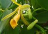 Vanilla planifolia