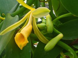 Vanilla planifolia