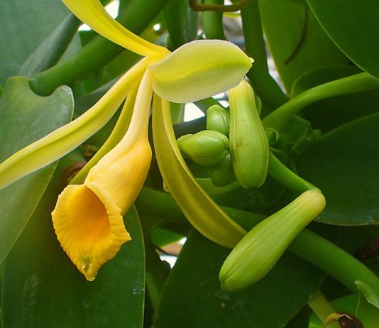 Vanilla planifolia