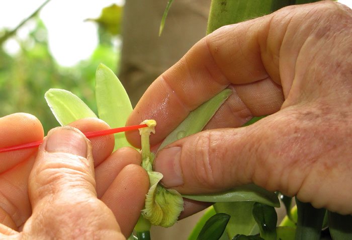 Cultivo de la Vanilla planifolia