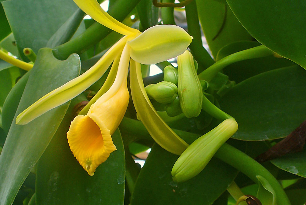 Vanilla planifolia | Revista de Flores, Plantas, Jardinería, Paisajismo y  Medio ambiente