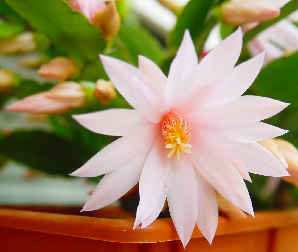 Epiphyllum, la pluma de Santa Teresa