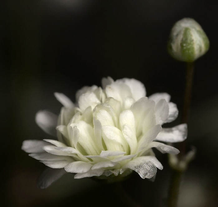 Flor gypsophila paniculata