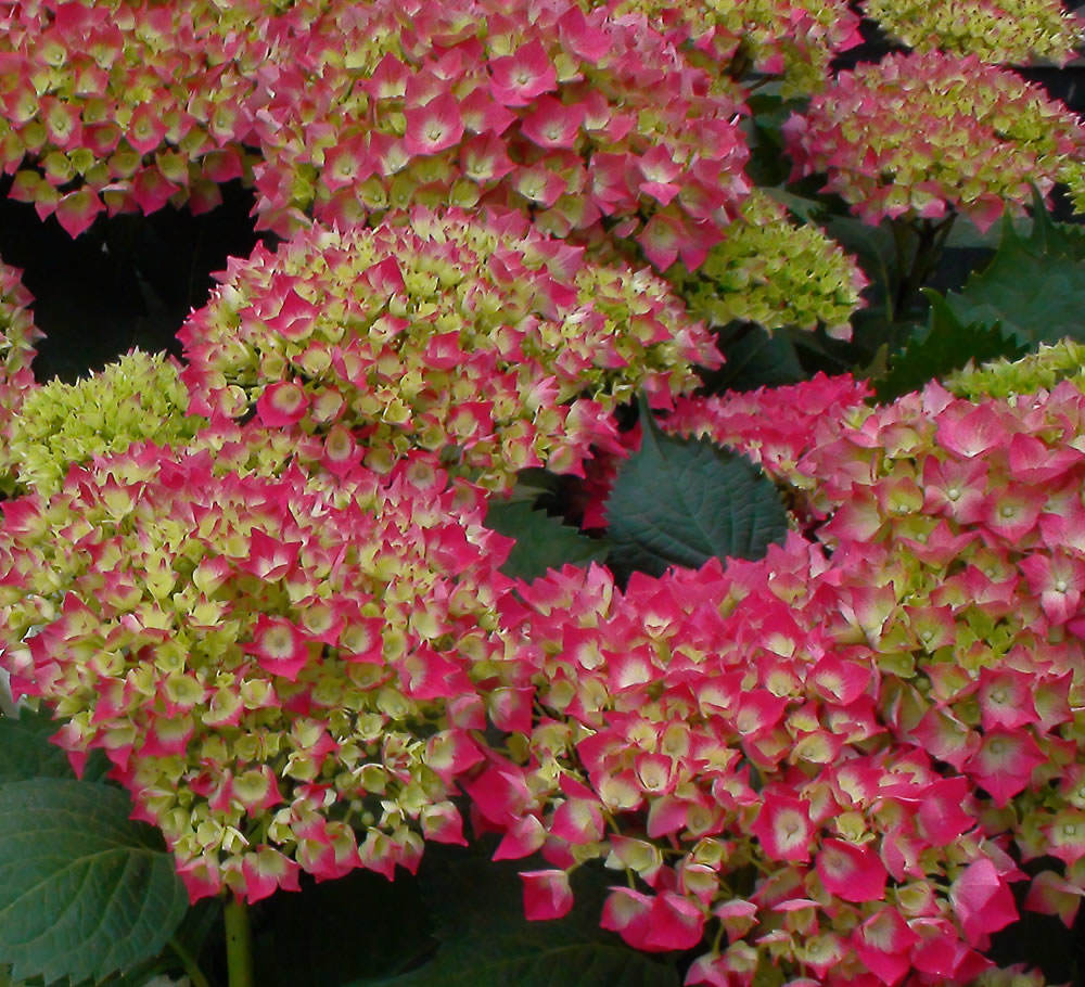 flor hortensia 2 | Revista de Flores, Plantas, Jardinería, Paisajismo y  Medio ambiente