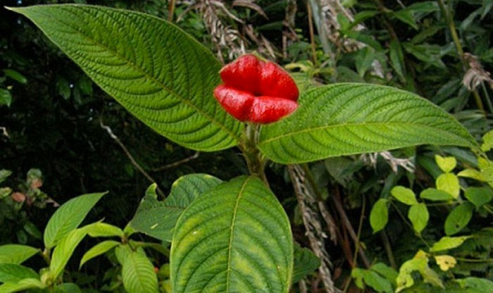 flor labios de mujer