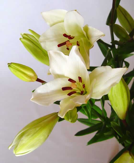 Flores de Lilium asiático blanco