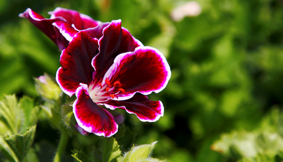 Flor de Pelargonium grandiflorum | Revista de Flores, Plantas, Jardinería,  Paisajismo y Medio ambiente