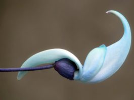 flor de Strongylodon macrobotrys