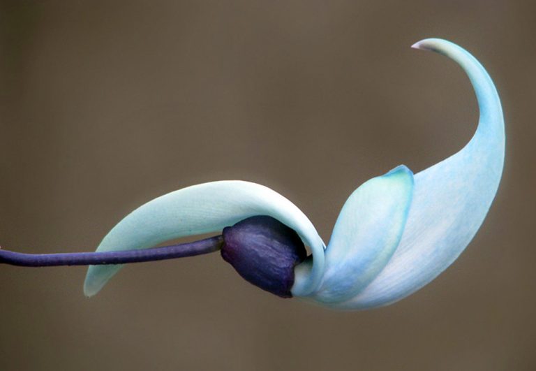 flor de Strongylodon macrobotrys