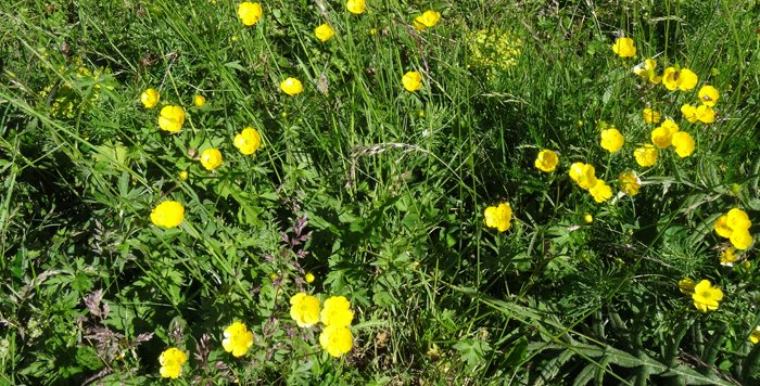 Flores de junio en Ordesa