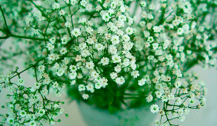 Floración de Gypsophila paniculata