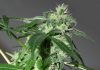 Floración de plantas de marihuana