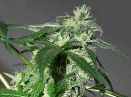 Floración de plantas de marihuana