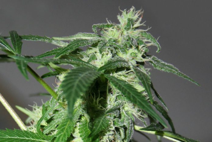 Floración de plantas de marihuana