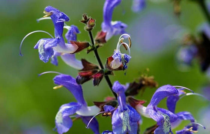 Flores de Salvia officinalis