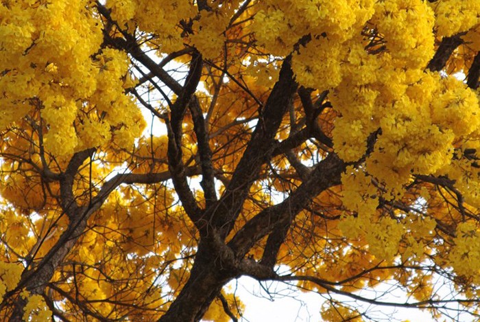 Floración del árbol de Ipe