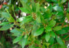 Floración del laurel
