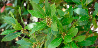 Floración del laurel