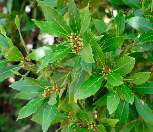 Floración del laurel
