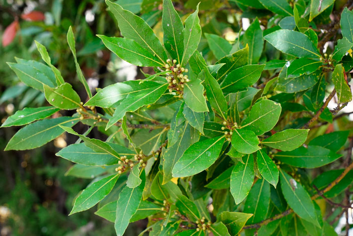 Floración del laurel