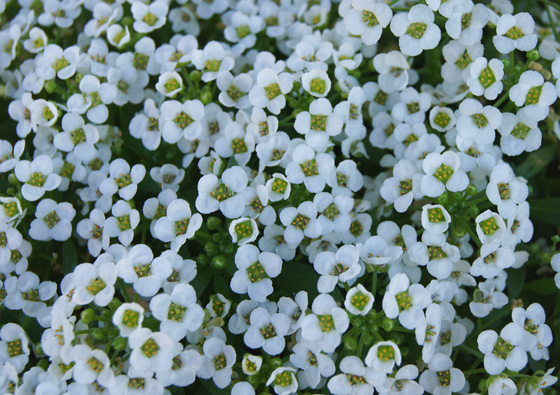 Flores de Alyssum