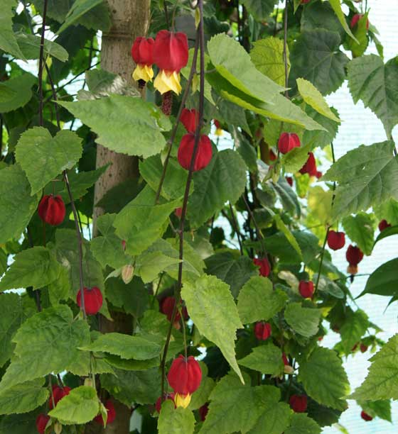 Flores de Abutilón megapotamicum