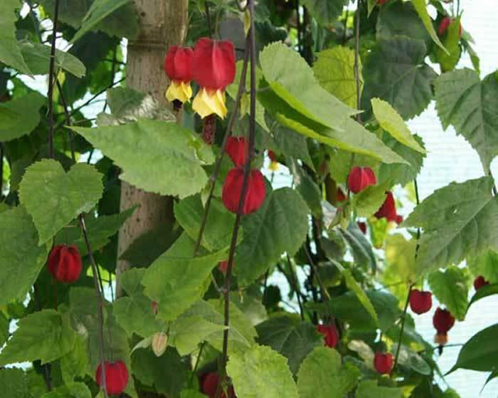 flores abutilon megapotamicum