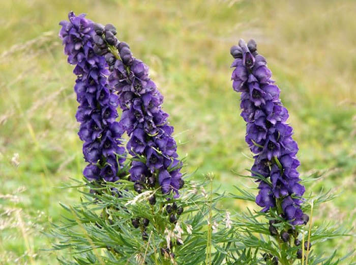 Aconitum Napellus Aconito Comun Revista De Flores Plantas