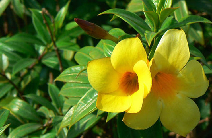 Flores de Allamanda cathartica