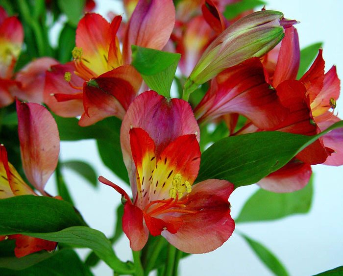 Flores de Alstroemerias