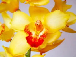 Flores amarillas de Cymbidium
