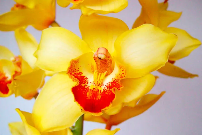 Flores amarillas de Cymbidium