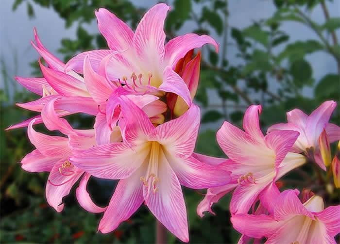 Flores de Amaryllis belladonna