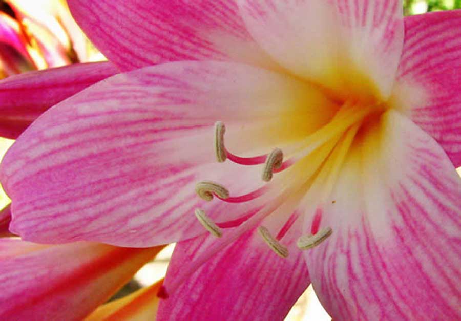 Flores de Amaryllis belladonna