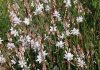 Flores de Asphodelus fistulosus