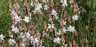 Flores de Asphodelus fistulosus