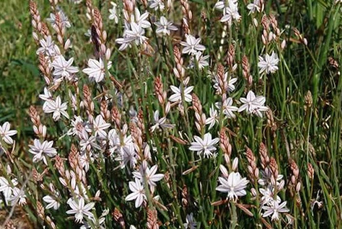 Flores de Asphodelus fistulosus