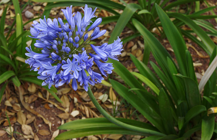 Agapanthus africanus, el Lirio del Nilo | Revista de Flores, Plantas,  Jardinería, Paisajismo y Medio ambiente