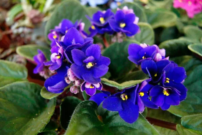 Flores azules de Saintpaulia ionantha