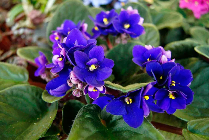 Saintpaulia ionantha, la violeta africana