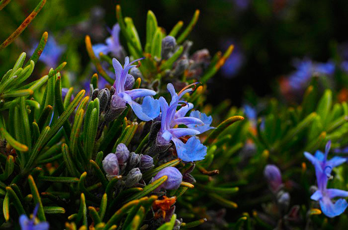 Flores azules de Salvia rosmarinus
