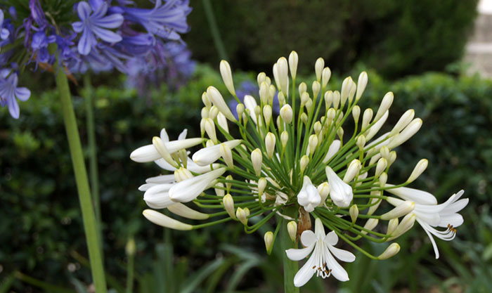 Flores blancas de Agapanthus africanus