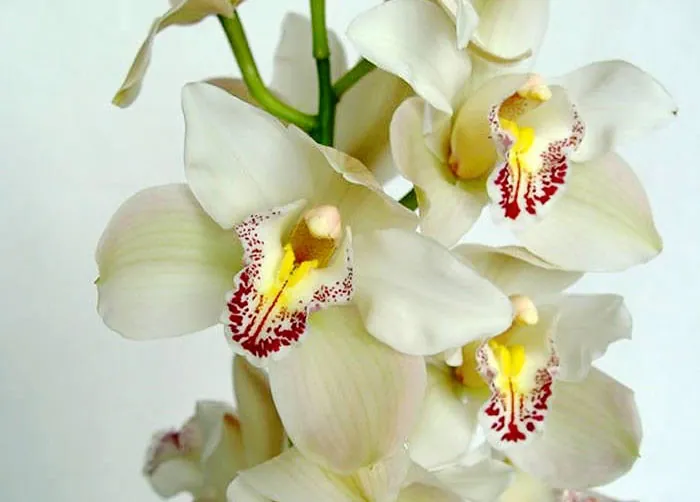 Flores blancas de Cymbidium Flores blancas de Cymbidium