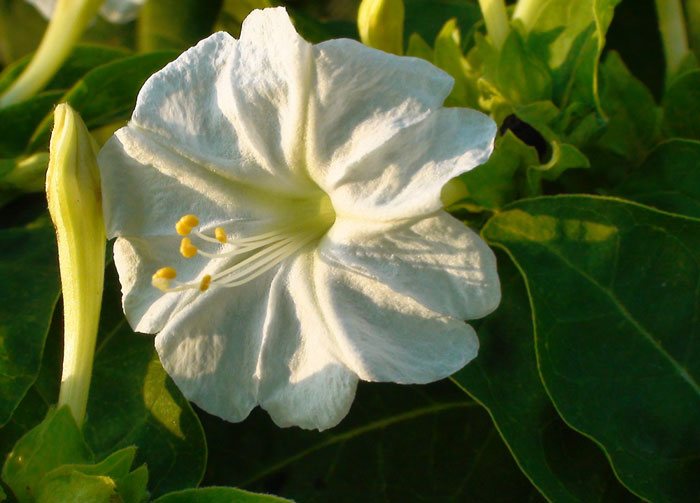 Mirabilis jalapa