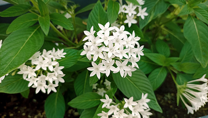 Flores de Pentas lanceolata