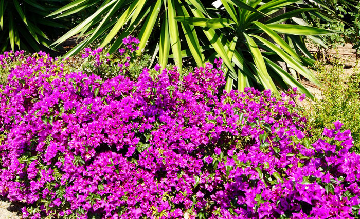 Flores de Bougainvillea alexandra