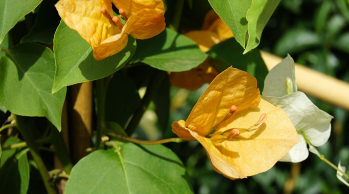 Flores de Bougainvillea spectabilis